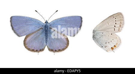 Corto-tailed blu - Everes argiades Foto Stock