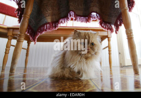 Gatto persiano a terra sotto la tabella. Foto Stock