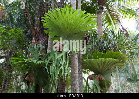 La staghorn comune felce, Elkhorn fern (Platycerium bifurcate), Australia Foto Stock