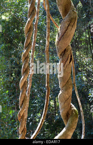 Groviglio di liane nel Parco Nazionale di Lamington,l'Australia Foto Stock