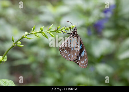 Comune Corvo australiano (Euploea core) foraggio su un fiore, Australia Foto Stock