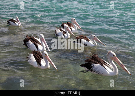 Pellicani galleggianti nel Mar di Tasmania, Australia Foto Stock