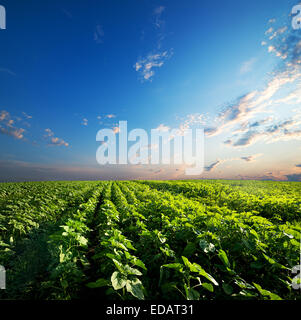 Campo di giovani girasoli e il cielo al tramonto Foto Stock