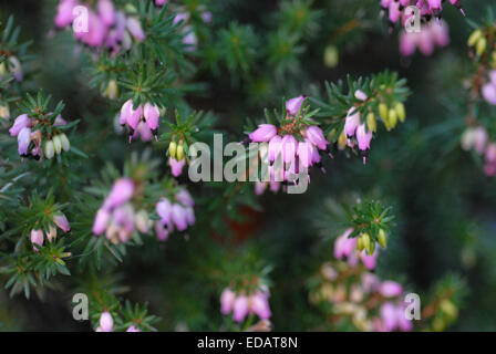 Rosa heather kramers rot Foto Stock