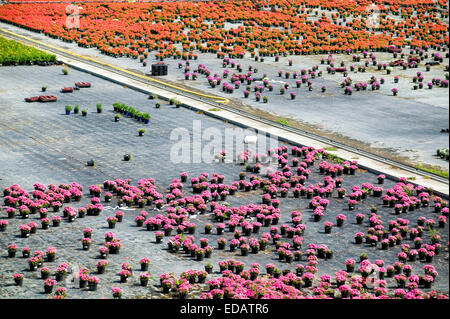 Flower l'agricoltura, il giardinaggio piante in vaso, Germania, Europa Zierpflanzenbau, Gärtnerei mit Topfpflanzen, Deutschland, Europa Foto Stock