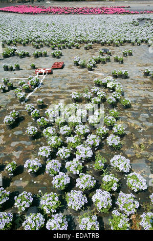 Flower l'agricoltura, il giardinaggio piante in vaso, Germania, Europa Zierpflanzenbau, Gärtnerei mit Topfpflanzen, Deutschland, Europa Foto Stock