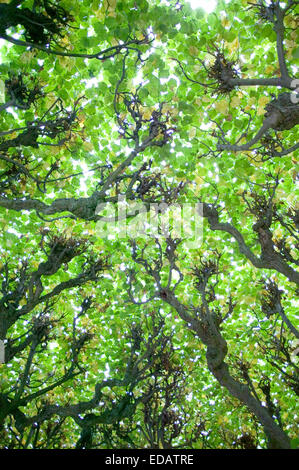 Tree-passerella coperta, il castello di Augustusburg, Sito Patrimonio Mondiale dell'Unesco, Bruehl, Bonn, Renania settentrionale-Vestfalia, Germania, Europa Foto Stock