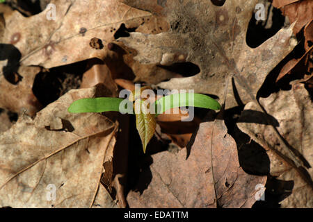 Maple tree seme germinando Ohio Foto Stock