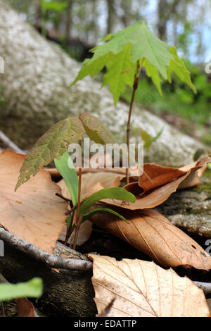 Maple tree seme germinando Ohio Foto Stock