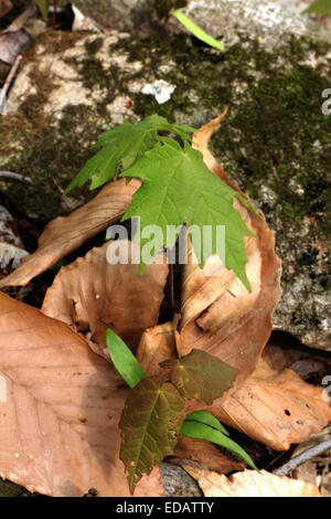 Maple tree seme germinando Ohio Foto Stock