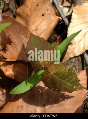 Maple tree seme germinando Ohio Foto Stock