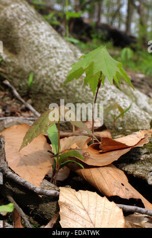 Maple tree seme germinando Ohio Foto Stock