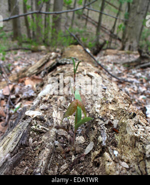 Maple tree seme germinando Ohio Foto Stock