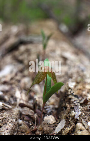 Maple tree seme germinando Ohio Foto Stock