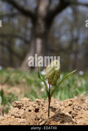 Maple tree seme germinando Ohio Foto Stock