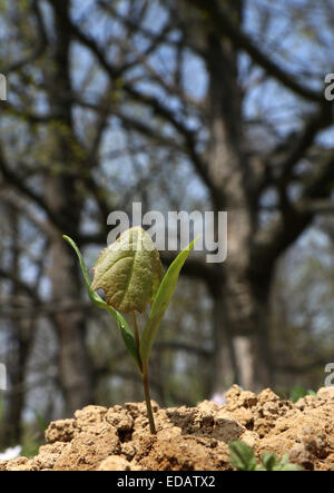 Maple tree seme germinando Ohio Foto Stock