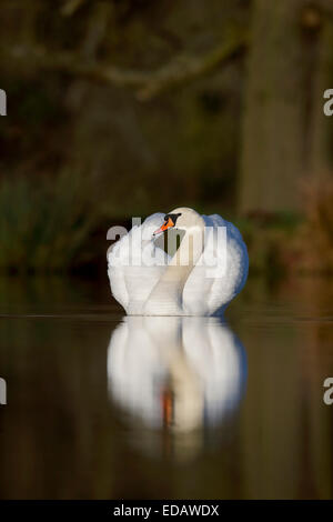 Cigno,Cygnus olor, singolo uccello sull'acqua, Warwickshire, Dicembre 2014 Foto Stock