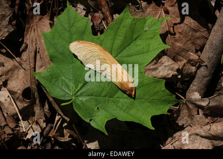 Maple seme sulla lamina Ohio Foto Stock