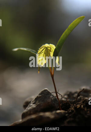 Maple tree seme germinando Ohio Foto Stock