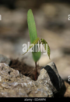 Maple tree seme germinando Ohio Foto Stock