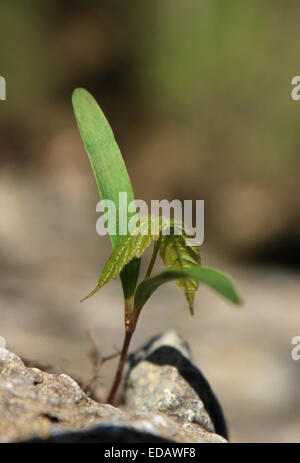 Maple tree seme germinando Ohio Foto Stock