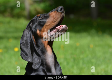 Nero e marrone coonhound ritratto all'aperto Foto Stock