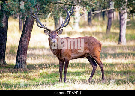 Il cervo nella foresta Foto Stock