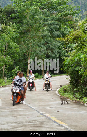 I turisti su scooter guarda le scimmie nella giungla, la foresta pluviale di Koh Lanta, Mu Ko Lanta National Park, Thailandia. Asia. Foto Stock