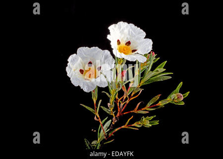 Gomma cisto - Cistus ladanifer - nei campi di heath di Alentejo, Portogallo Foto Stock