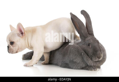 Adorable bulldog francese camminare su bunny su sfondo bianco Foto Stock