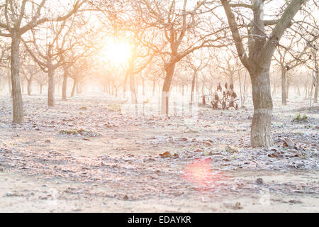 Un frutteto di noce in inverno nei pressi di Modesto in California. Una buona porzione della California raccolti sono esportati in altri paesi. Foto Stock