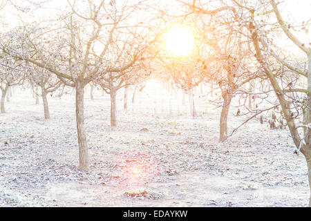 Un frutteto di noce in inverno nei pressi di Modesto in California. Una buona porzione della California raccolti sono esportati in altri paesi. Foto Stock