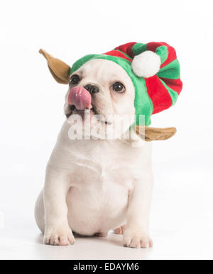 Cucciolo di natale - bulldog francese cucciolo di usura e di Elf hat su sfondo bianco Foto Stock