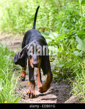 Nero e marrone coonhound camminando su un percorso Foto Stock