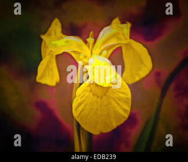 Iris (Latino iris) - genere di rhizomatous perenni piante della famiglia Iridaceae , o Iris (Iridaceae). iris gialla Foto Stock