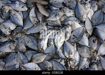 Il pesce appena pescato a Malpe, Karnataka, India Foto Stock