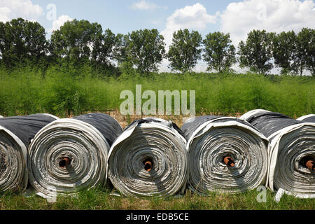 Pellicole in plastica per la copertura delle dighe di asparagi Foto Stock