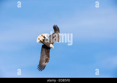Adulto aquila calva in una fase precoce di un tuffo per un pesce in una posizione invertita, con le sue gambe fino Foto Stock