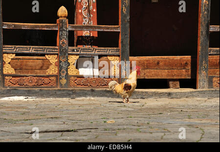 Galletto nel cortile interno di Trongsa Dzong, Bhutan Foto Stock