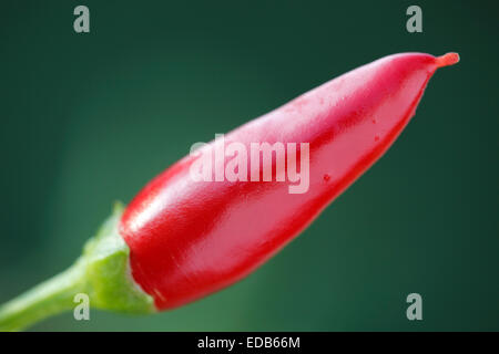 Red Hot Chili Peppers, Capsicum annuum Foto Stock