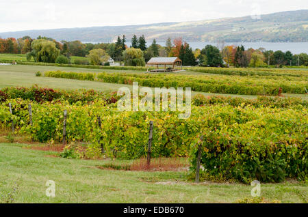 Regione dei Laghi Finger usa il lago Keuka Cantina lato ovest dopo il raccolto della stagione Foto Stock