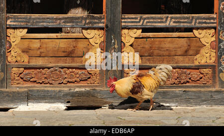 Galletto nel cortile interno di Trongsa Dzong, Bhutan Foto Stock