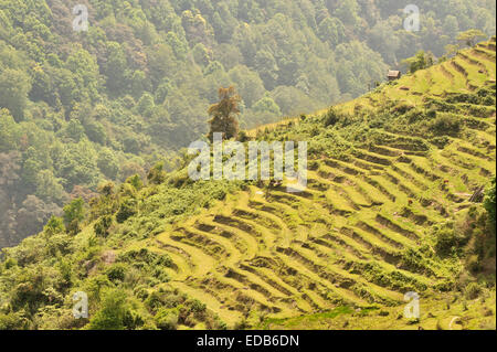 Paesaggio, Trongsa, Bhutan Foto Stock