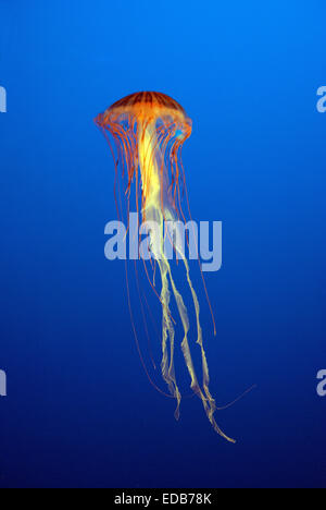 Ortica medusa (Chrysaora fuscescens) in Aquarium di Vancouver, British Columbia, Canada Foto Stock