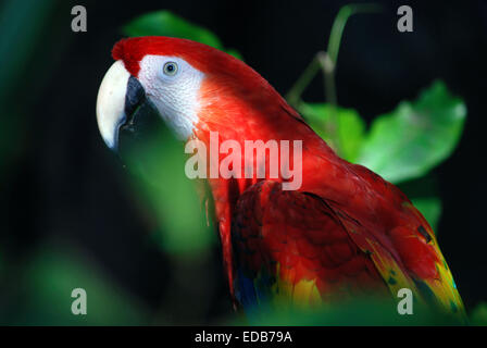 Macaw parrot (Ara macao) in Xaman-Ha riserva di uccelli, Playa del Carmen, Messico Foto Stock