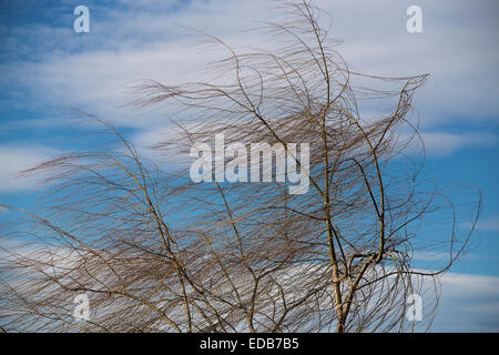 Rami di salice piangente albero nel vento Foto Stock