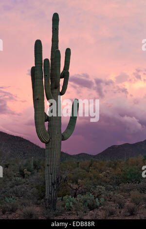 Giant cactus Saguaro (Carnegiea gigantea), ad ovest del Saguaro National Park, Tucson, Arizona Foto Stock