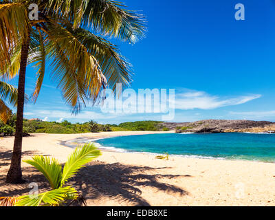 Piccola coperta di Palm Cove, Playa Mar Chjquita, manati, Puerto Rico Foto Stock