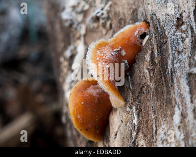 Flammulina velutipes - il gambo di velluto fungo può spesso essere trovati crescente sul marciume monconi durante l'inverno. Considerato commestibile. Foto Stock