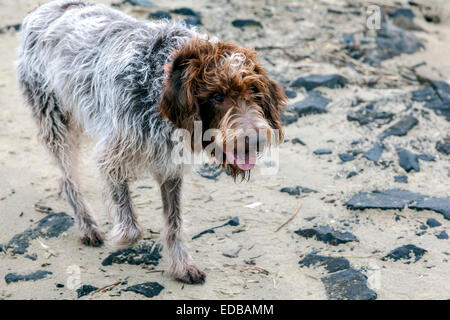 Umidità e sabbia di puntamento Wirehaired Griffon cane a.k.a. Korthals Grifone è un cacciatore e gundog ben adatti per ambienti umidi. Foto Stock